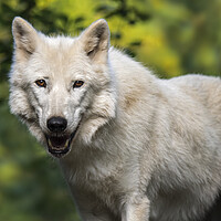 Buy canvas prints of White Wolf by Arterra 