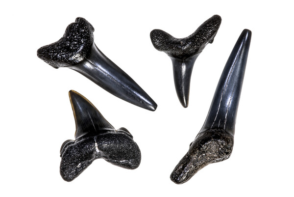 Shark Teeth Fossils Picture Board by Arterra 