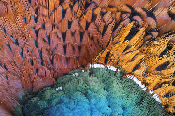 Pheasant Feathers Picture Board by Arterra 