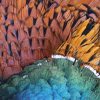 Buy canvas prints of Pheasant Feathers by Arterra 