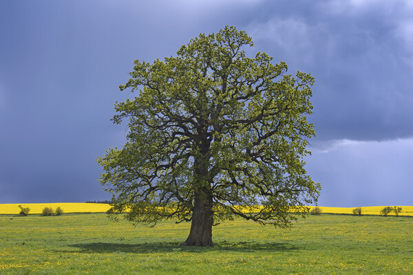 English Oak in the Rain Picture Board by Arterra 