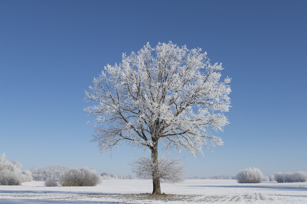 English Oak Tree in Frosty Weather Picture Board by Arterra 