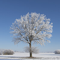 Buy canvas prints of English Oak Tree in Frosty Weather by Arterra 