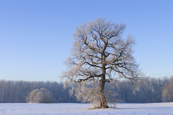 Solitary English Oak Tree in Winter Picture Board by Arterra 