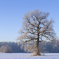 Buy canvas prints of Solitary English Oak Tree in Winter by Arterra 