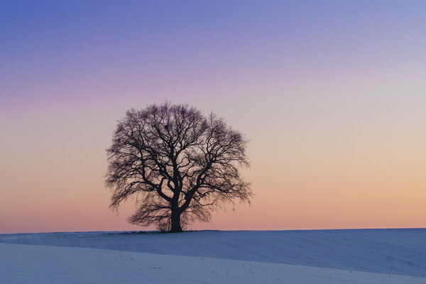 Solitary English Oak Tree at Sunset Picture Board by Arterra 