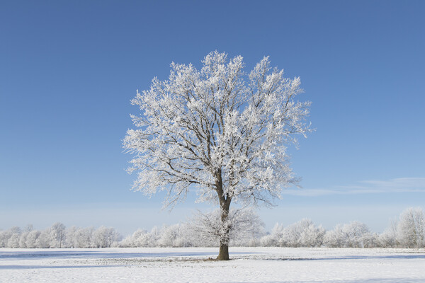Solitary Oak Tree in Frosty Weather Picture Board by Arterra 