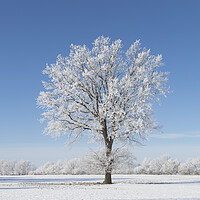 Buy canvas prints of Solitary Oak Tree in Frosty Weather by Arterra 