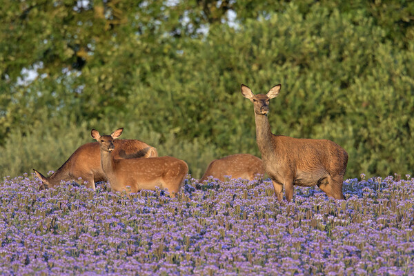 Red Deer Hind with Calves Picture Board by Arterra 
