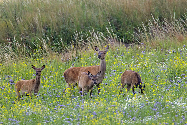 Red Deer Hind with Young in Meadow Picture Board by Arterra 