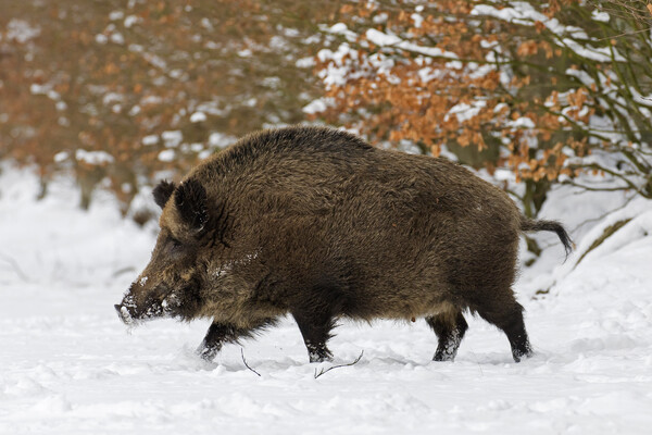 Solitary Wild Boar in Winter Picture Board by Arterra 