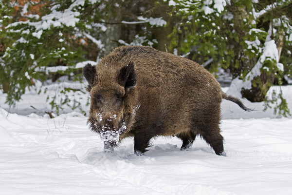 Wild Boar in the Snow Picture Board by Arterra 