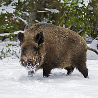 Buy canvas prints of Wild Boar in the Snow by Arterra 