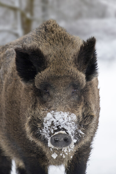 Wild Boar Close Up in the Snow Picture Board by Arterra 