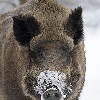Buy canvas prints of Wild Boar Close Up in the Snow by Arterra 