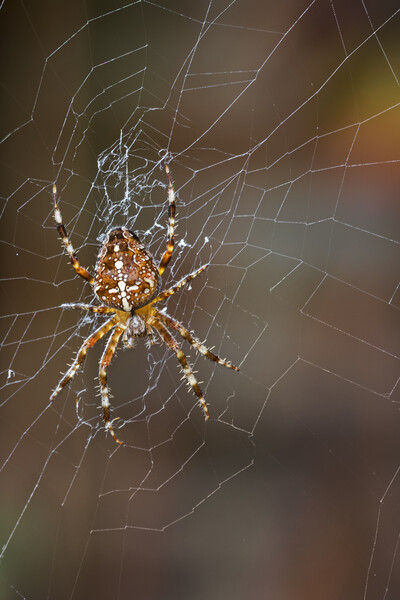 Garden Spider Picture Board by Arterra 