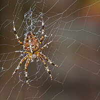 Buy canvas prints of Garden Spider by Arterra 