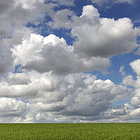 Buy canvas prints of Cumulus Clouds Over Field by Arterra 
