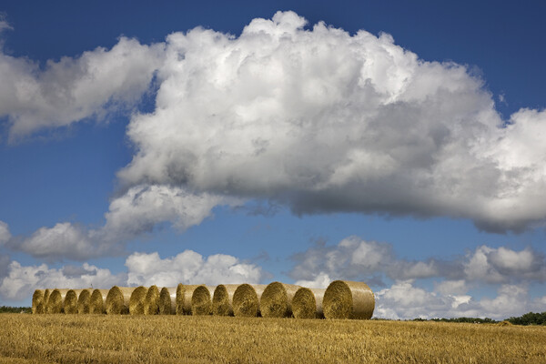 White Clouds over Hay Bales Picture Board by Arterra 