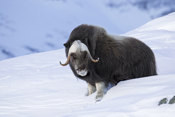 Muskox Bull in Winter, Norway Picture Board by Arterra 