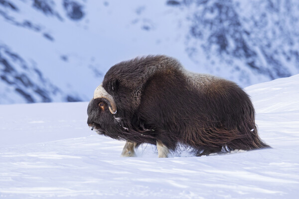 Muskox Bull on a Windy Day in Winter Picture Board by Arterra 