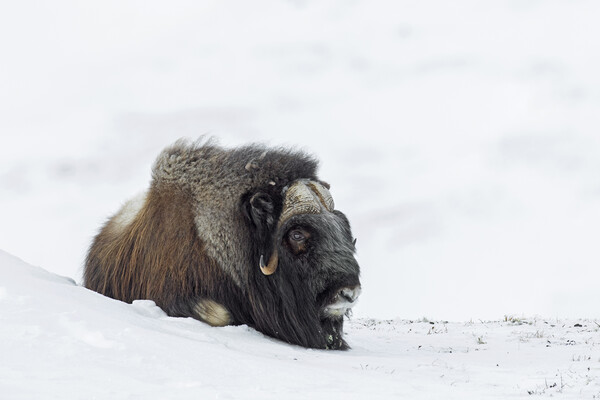 Muskox Resting on Tundra in Winter Picture Board by Arterra 