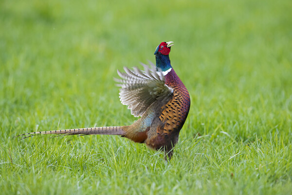 Pheasant Cock Courting Picture Board by Arterra 
