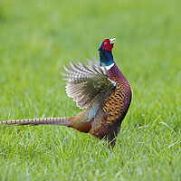 Buy canvas prints of Pheasant Cock Courting by Arterra 