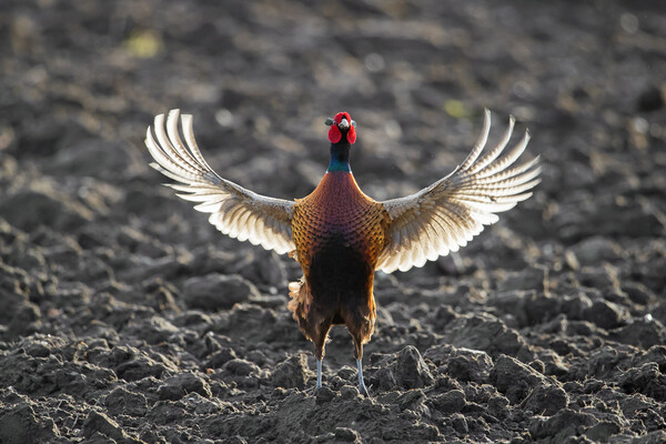 Pheasant Spreading Wings in Field Picture Board by Arterra 