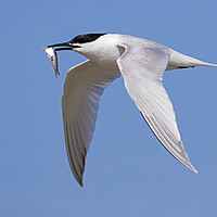 Buy canvas prints of Sandwich Tern in Flight by Arterra 