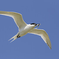 Buy canvas prints of Sandwich Tern Flying with Fish by Arterra 