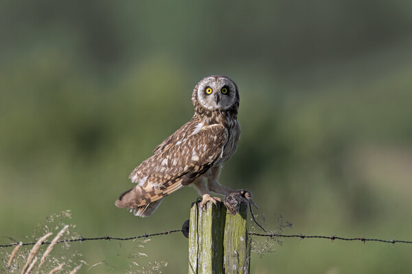 Short-Eared Owl with Mouse Picture Board by Arterra 