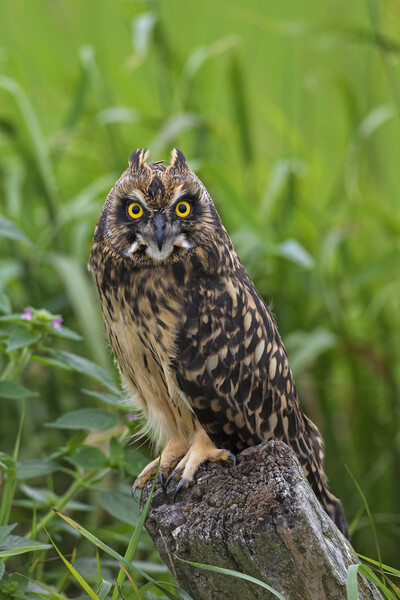 Young Short-Eared Owl Picture Board by Arterra 