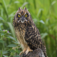 Buy canvas prints of Young Short-Eared Owl by Arterra 