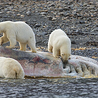 Buy canvas prints of Scavenging Polar Bears by Arterra 