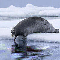 Buy canvas prints of Bearded Seal on Ice Floe by Arterra 