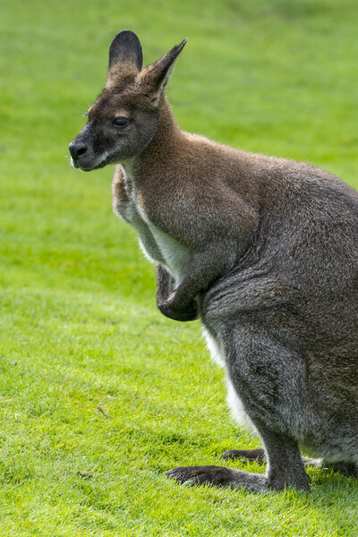Red-Necked Wallaby Picture Board by Arterra 