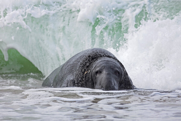 Grey Seal in the Surf Picture Board by Arterra 