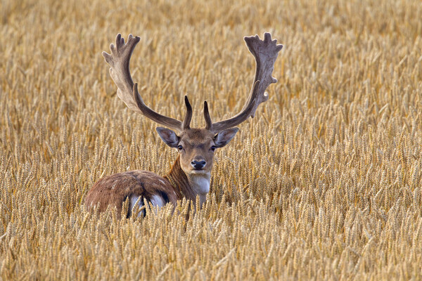 Fallow Deer Buck in Wheat Field Picture Board by Arterra 