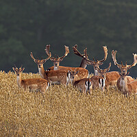 Buy canvas prints of Fallow Deer Bucks in Wheat Field by Arterra 