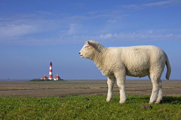 Lighthouse Westerheversand and Lamb Picture Board by Arterra 