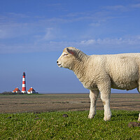 Buy canvas prints of Lighthouse Westerheversand and Lamb by Arterra 
