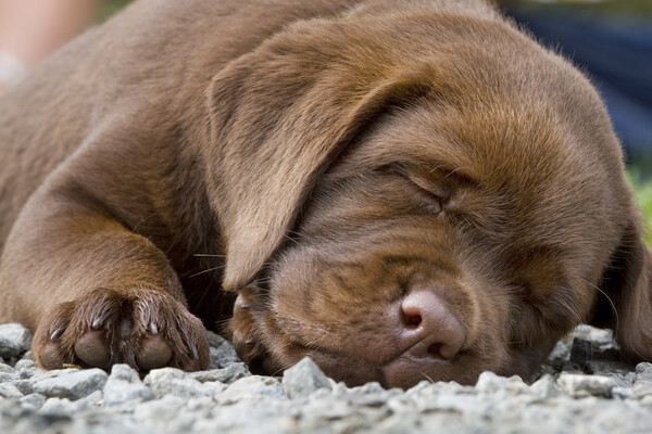Sleepy Labrador Puppy Picture Board by Arterra 