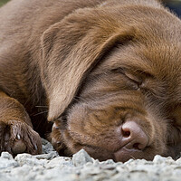 Buy canvas prints of Sleepy Labrador Puppy by Arterra 