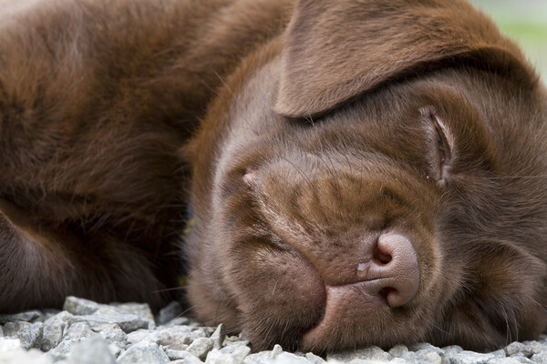 Labrador Pup Sleeping Picture Board by Arterra 
