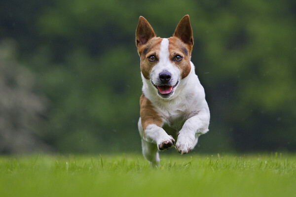 Running Jack Russell Terrier Picture Board by Arterra 