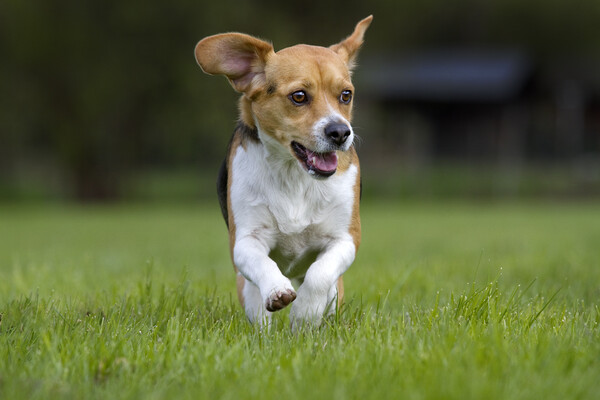 Tricolour Beagle Running Picture Board by Arterra 