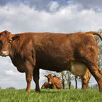 Buy canvas prints of Belgian Red Cows by Arterra 