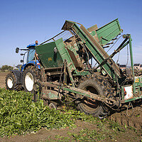 Buy canvas prints of Tractor Harvesting Chicory by Arterra 