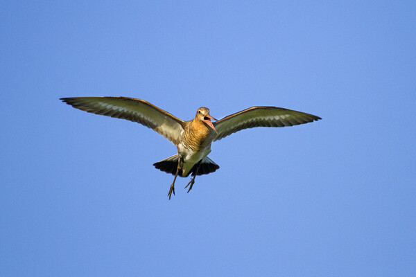 Black-Tailed Godwit Flying Picture Board by Arterra 